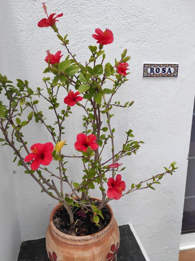 Rosa Eden Lägenhet La Asomada  Exteriör bild